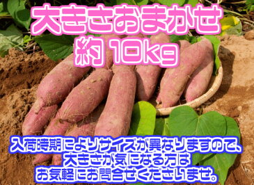 【大分県産】あす楽甘太くん　訳あり　大きさおまかせ　約10kg【常温便送料無料】(北海道沖縄別途送料加算)かんたくん/蜜芋/焼芋/焼き芋/煮物/さつま芋/さつまいも/サツマイモ/サツマ芋/薩摩芋/スイートポテト/芋菓子/栗きんとん/訳有/訳あり/訳アリ/ワケあり