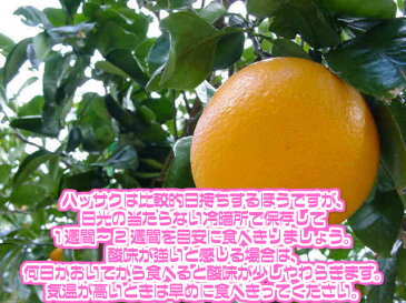 【送料無料】【あす楽】【西日本産】訳あり　八朔　大玉限定　約10kg(北海道沖縄別途送料加算)はっさく/みかん/ミカン/蜜柑/訳有/訳あり/訳アリ/ワケあり/はっさく/柑橘/果実/果物/フルーツ/ジュース/ジャム/スムージー/ご家庭用/御年賀/歳暮/