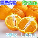 【熊本、愛媛、和歌山県他 西日本産】 不知火 しらぬい 訳あ...
