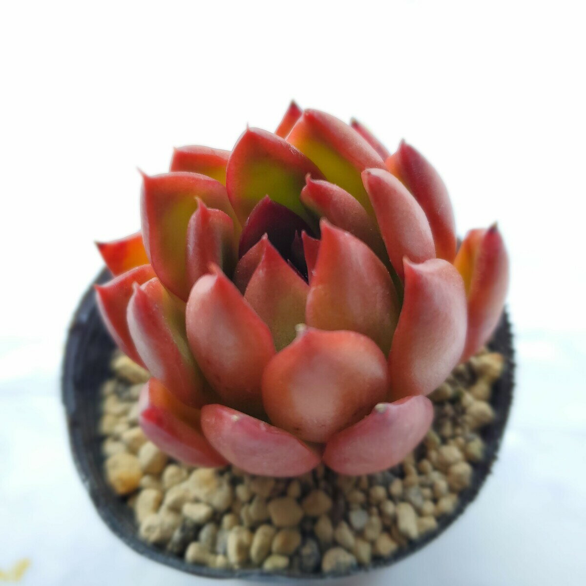 多肉植物　ルブラ