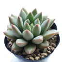 多肉植物 ショコラ