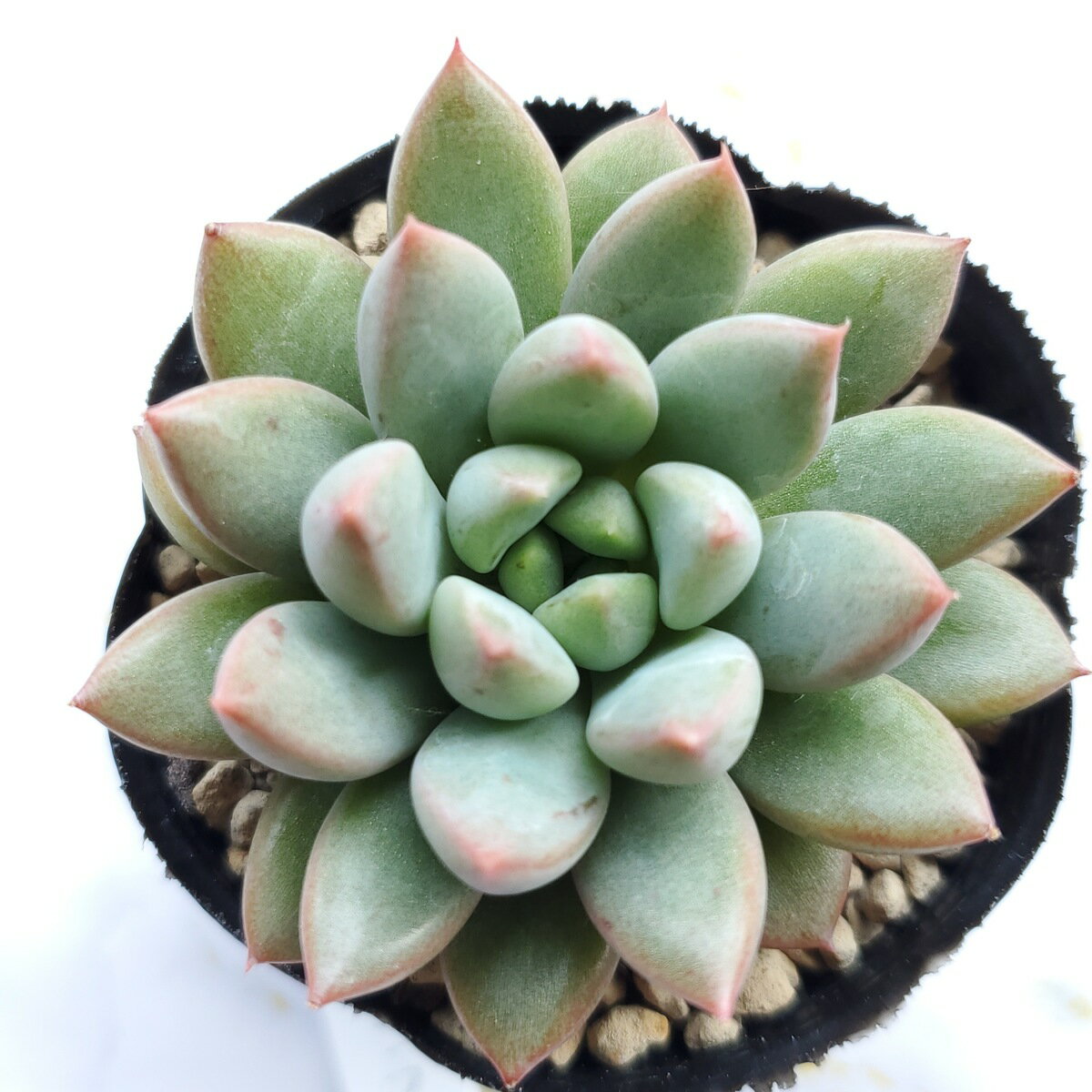 多肉植物　ショコラ