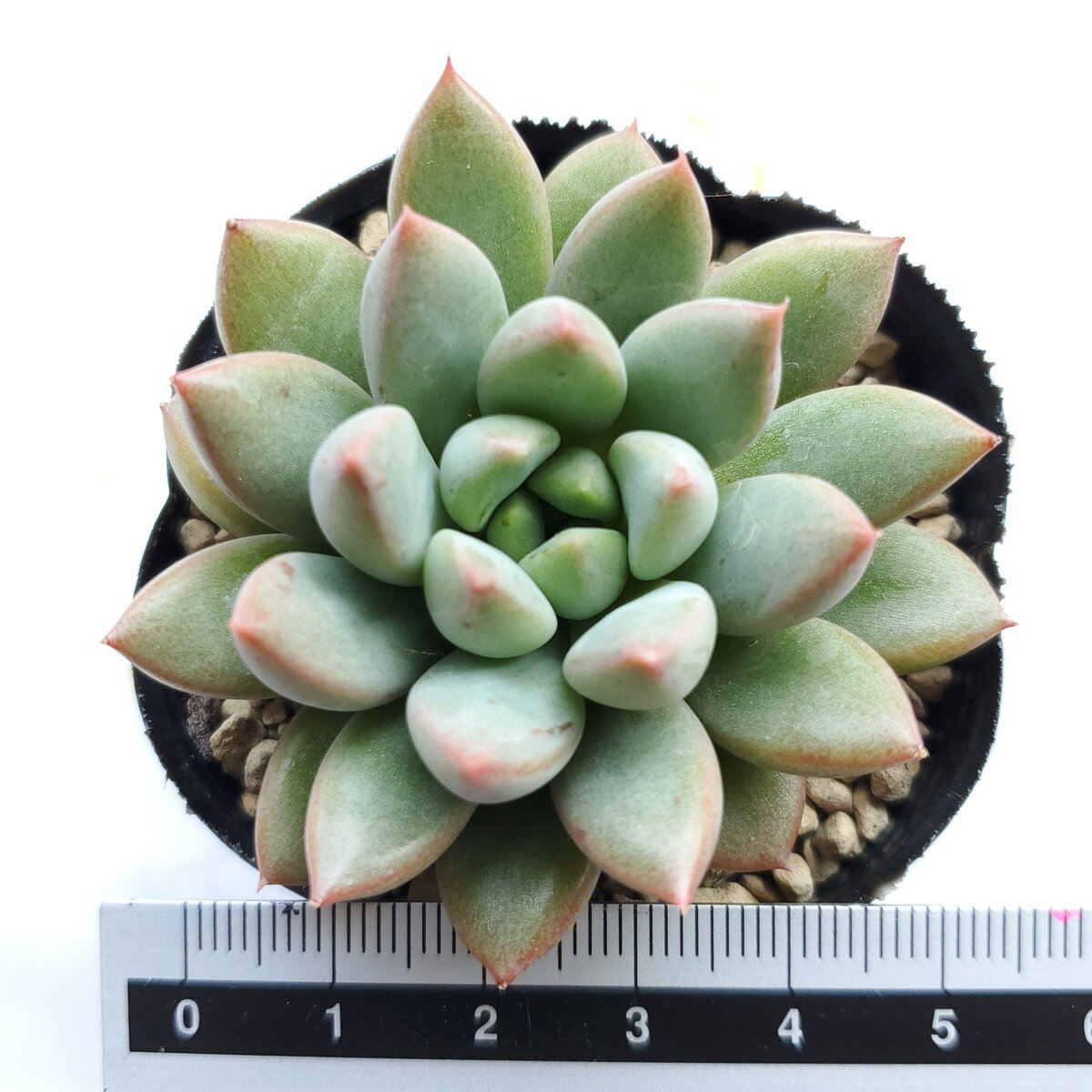 多肉植物　ショコラ