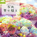 ぷっくり多肉丼 エケベリア詰め合わせBOX