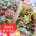 母の日ギフト 多肉植物カット苗+エケベリア5個セット 小さめ 育てて楽しいミックス種 寄せ植え用