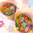 ギフト用 多肉植物 寄せ植えセット(鉢&土&麻布付き) 小さくて可愛らしい多肉植物