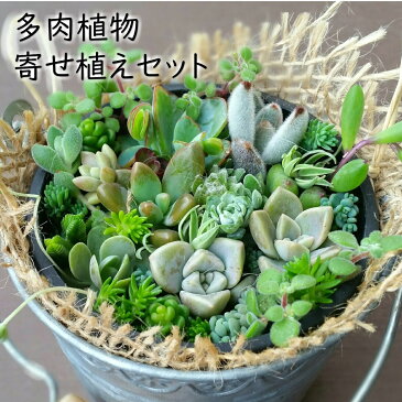 多肉植物!! 寄せ植えセット (鉢&土&麻布セット) ギフト カット苗 七福神 トップスプレンダー 白雪ミセバヤ など 初心者向け 小さめ