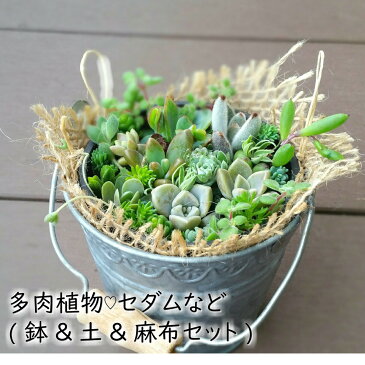 多肉植物!! 寄せ植えセット (鉢&土&麻布セット) ギフト カット苗 七福神 トップスプレンダー 白雪ミセバヤ など 初心者向け 小さめ