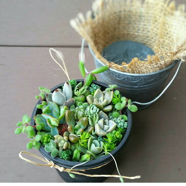 多肉植物!! 寄せ植えセット (鉢&土&麻布セット) ギフト カット苗 七福神 トップスプレンダー 白雪ミセバヤ など 初心者向け 小さめ