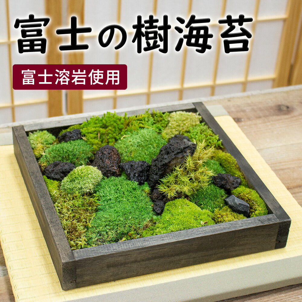 日本製 苔 テラリウム 完成品 苔盆