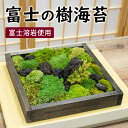 テラリウム 日本製 苔 テラリウム 完成品 苔盆栽 モス パネル 天然木 卓上 観賞用 インテリア 雑貨 苔リウム テラリウム ヤマゴケ スナゴケ ハイゴケ カモジゴケ ヒノキゴケ ホソウリゴケ ギンゴケ 富士山 溶岩 グリーン ジオラマ 誕生日 プレゼント ギフト おしゃれ