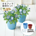 ネモフィラ栽培セット 栽培キット 観葉植物 家 自宅 インテリアフラワー 花 植物 グリーン 置物 卓上 机 窓際 簡単 ガーデニング お手軽 可愛い おしゃれ 贈り物 ギフト 誕生日 お祝い プレゼント ハートポット 空色の花 在宅ワーク テレワーク