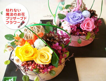 《送料無料》長寿プリザ 枯れない花花屋 花 造花 誕生日 プレゼント 松ぼっくり 健康長寿 円満 幸せ ブリザード 紫色 黄色古希 女性 男性 記念日 お祝い お見舞 他にはないデザイン お洒落なインテリア