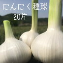 【送料無料】【令和7年産にんにく種球】【20片】 種 球根 少量販売 9月 10月 11月植え付け 野菜 家庭菜園 簡単 初心者におすすめ 種用 黒にんにく作りに【87store】【1000円】【1000円ぽっきり買い回り】