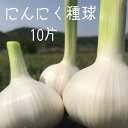 【送料無料】【令和7年産にんにく種球】【10片】 種 球根 少量販売 9月 10月 11月植え付け 野菜 家庭菜園 簡単 初心者におすすめ 種用 黒にんにく作りに【87store】