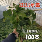 【2024年発送】【予約販売　送料無料】サツマイモ苗 紅はるか【切り苗100本】　基腐病の発生していない当農園で生産しています。岡山県産です。【さつまいも　大量購入　苗　新鮮】登録品種（登録名　べにはるか）海外持出禁止（公示（農林水産省HP）参照）