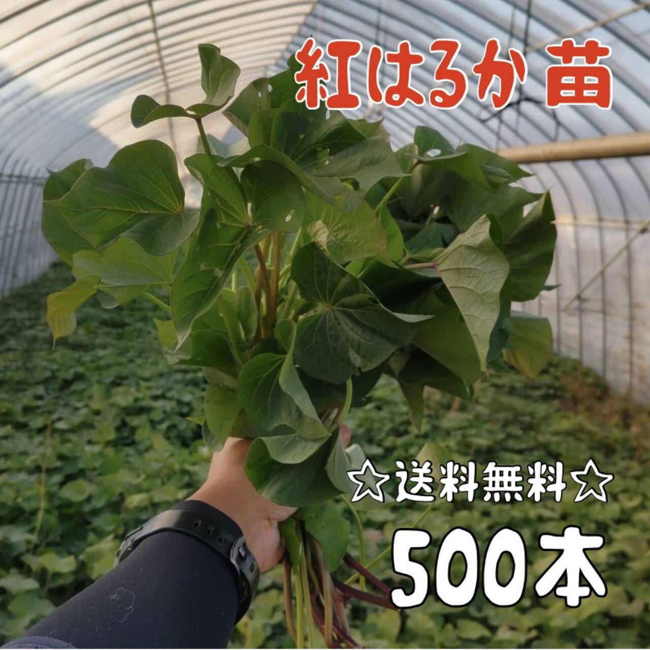 楽天市場】紅はるか 苗 500の通販 楽天市場】紅はるか 苗 500の通販