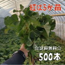 【2024年発送】【予約販売 送料無料】サツマイモ苗 紅はるか【切り苗500本】 基腐病の発生していない当農園で生産しています。岡山県産です。【さつまいも 大量購入 苗 新鮮】登録品種（登録名 べにはるか）海外持出禁止（公示（農林水産省HP）参照）