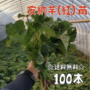 【2024年発送】【予約販売　送料無料】サツマイモ苗 安納芋／紅系【切り苗100本】　基腐病の発生していない当農園で生産しています。岡山県産です。【さつまいも　大量購入　苗　新鮮】