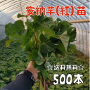 【2024年発送】【予約販売　送料無料】サツマイモ苗 安納芋／紅系【切り苗500本】　基腐病の発生していない当農園で生産しています。岡山県産です。【さつまいも　大量購入　苗　新鮮】