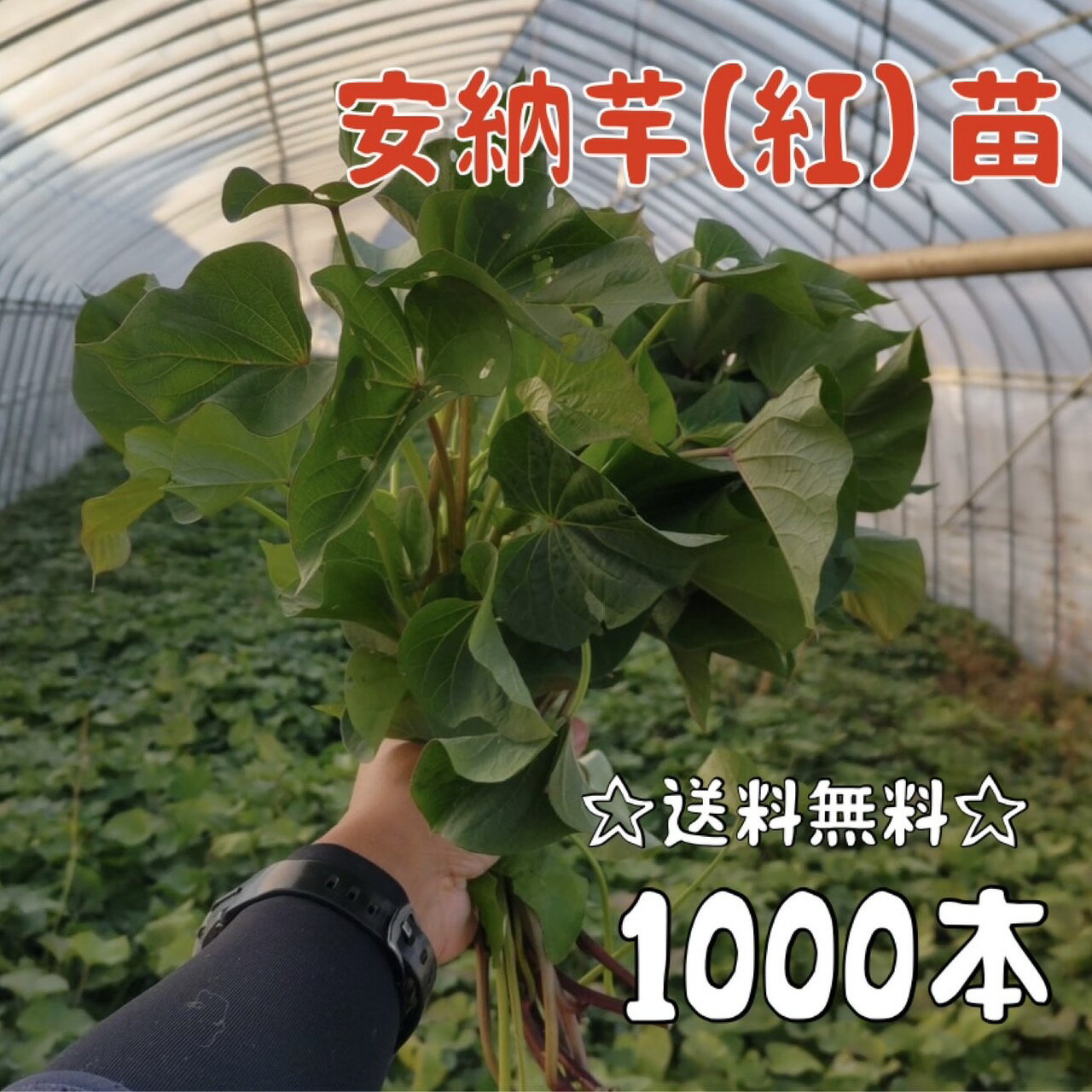 【2024年発送】【予約販売　送料無料】サツマイモ苗 安納芋／紅系【切り苗1000本】　基腐病の発生していない当農園で生産しています。岡山県産です。【さつまいも　大量購入　苗　新鮮】