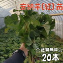 【2024年発送】【予約販売　送料無料】サツマイモ苗 安納芋／紅系【切り苗20本】　基腐病の発生していない当農園で生産しています。岡山県産です。【さつまいも　大量購入　苗　新鮮】