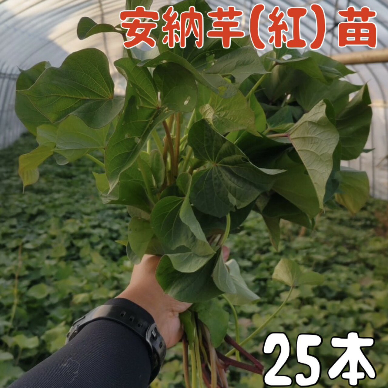 【2026年発送】【予約販売　送料無料】サツマイモ苗 安納芋／紅系【切り苗25本】　基腐病の発生していない当農園で生産しています。岡山県産です。【さつまいも　大量購入　苗　新鮮】