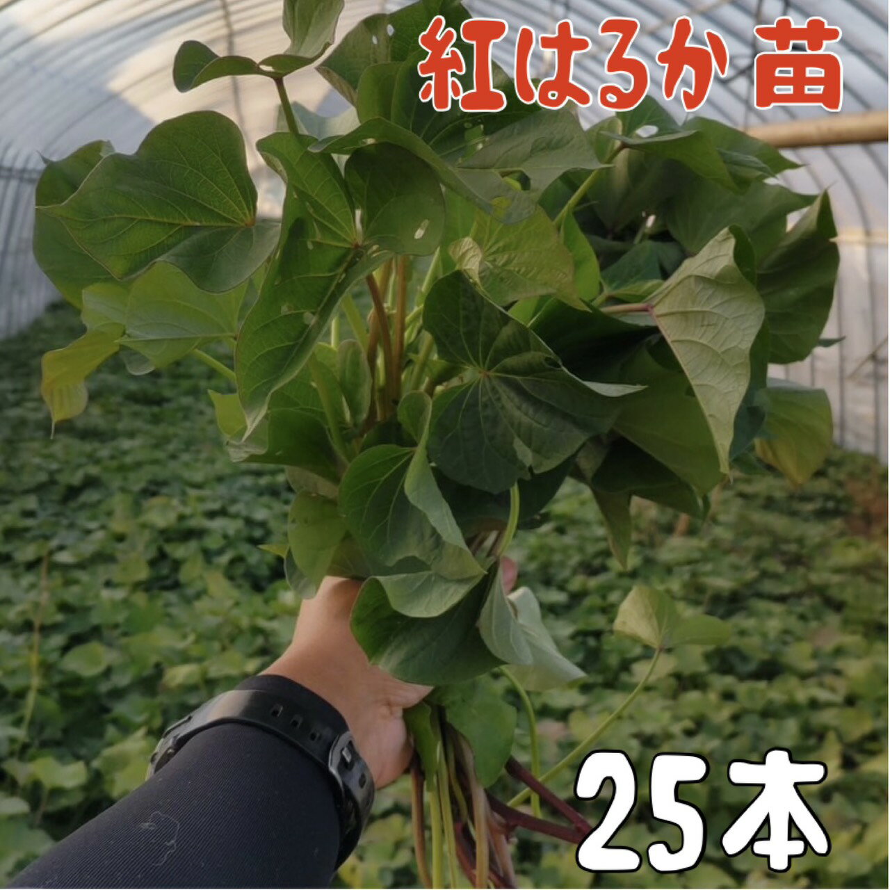 【2026年発送】【予約販売　送料無料】サツマイモ苗 紅はるか【切り苗25本】　基腐病の発生していない当農園で生産しています。岡山県産です。【さつまいも　大量購入　苗　新鮮】登録品種（登録名　べにはるか）海外持出禁止（公示（農林水産省HP）参照）