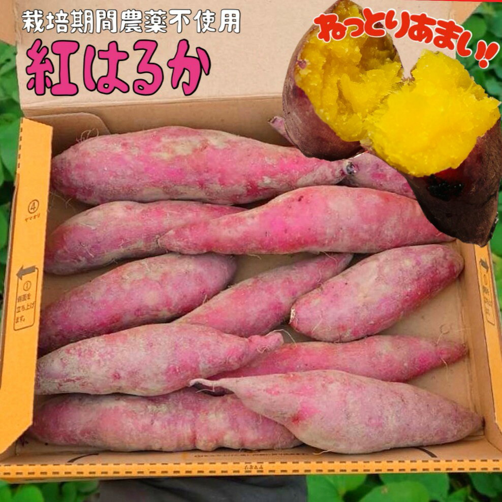 楽天市場】紅はるか苗の通販