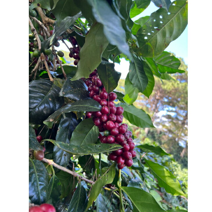 【コーヒー生豆】ベトナム　ラダーファーム ＜内容量＞50g　スペシャルティーアラビカ