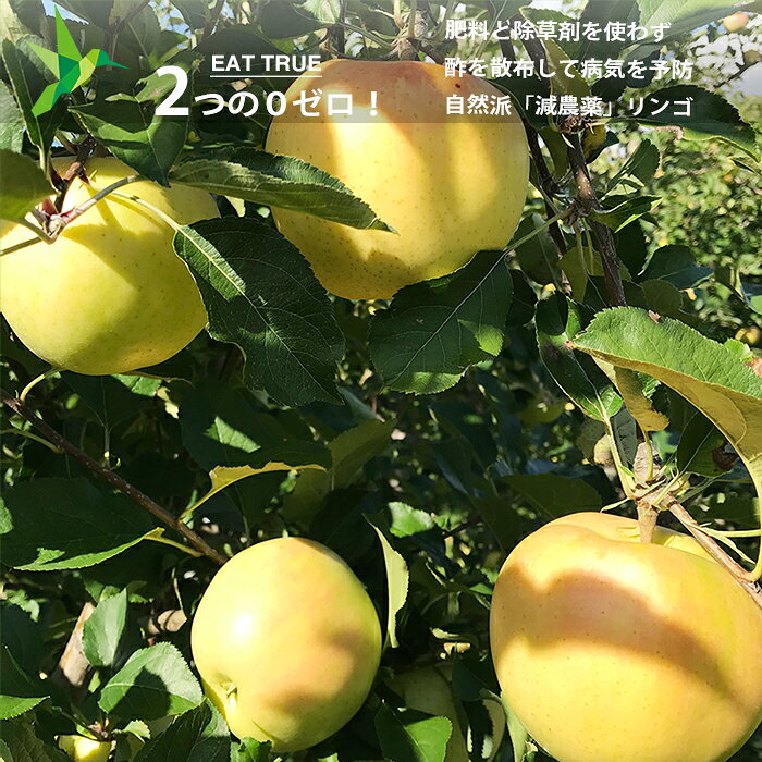 工藤さんの無肥料 無除草剤 自然派「 減農薬 」リンゴ「 トキ 」【 3kg 】10月上旬頃から順次発送開始（注文受付順) 2つのゼロ 肥料と除草剤を一切使わず 酢を散布して病気を予防 イキイキ生きてる 〜青森県産 ※クール便配送 りんご 林檎 【 送料無料 】