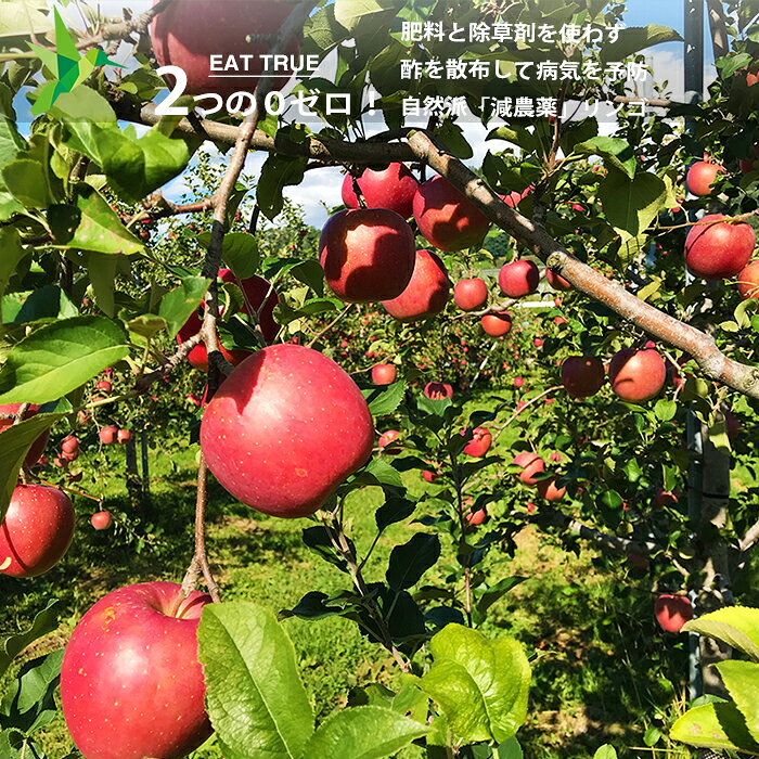 工藤さんの無肥料 無除草剤 自然派「 減農薬 」リンゴ「 弘前フジ 」【 3kg 】10月上旬頃から順次発送開始（注文受付順) 2つのゼロ 肥料と除草剤を一切使わず 酢を散布して病気を予防 イキイキ生きてる 〜青森県産 ※クール便配送 りんご 林檎 【 送料無料 】