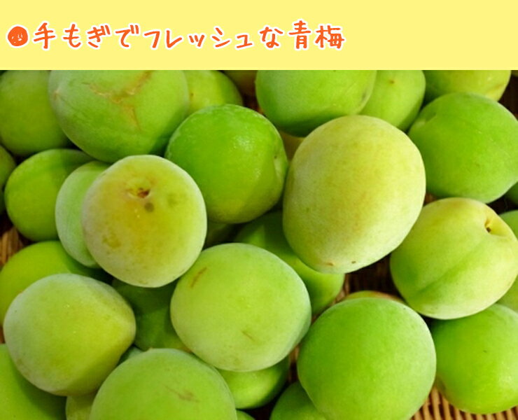 自然栽培 南高梅 黄梅 完熟梅 2kg プロ追熟 生梅 梅干し用 梅漬け用 梅シロップ 梅...