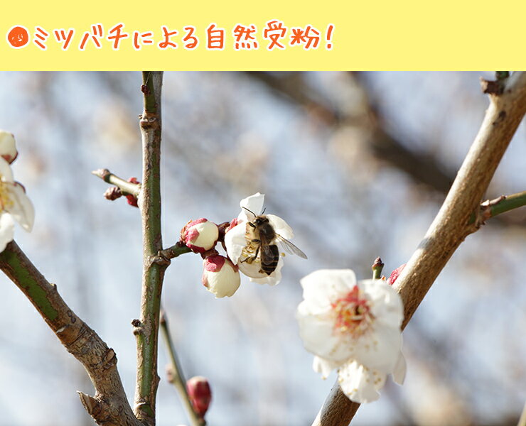 自然栽培 南高梅 黄梅 完熟梅 2kg プロ追熟 生梅 梅干し用 梅漬け用 梅シロップ 梅...