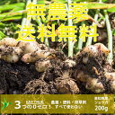 農薬ゼロ 肥料ゼロ 自然栽培のショウガ【 200g 】高知県産〜ホンモノのショウガ 力が違う 農薬不使用 肥料不使用 除草剤不使用 自然栽培固定種 送料無料