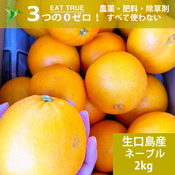 瀬戸内海の生口島産 自然栽培 ネーブル【 2kg 】農薬0ゼロ 肥料0ゼロ 一番甘いハッサク(甘さの王様)普通に皮を剥いて食べてみてください!甘くて、めちゃめちゃオイシイ! 瀬戸内海の生口島産