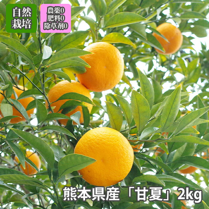 みかん 【5/17最終出荷予定】無農薬 無肥料 「自然栽培 甘夏 2kg 熊本県産」 ※常温発送可 アマナツ あまなつ 柑橘　みかん　ミカン 3980円以上送料無料 フルーツ 旬の果物 くだもの 果実 青果 食品