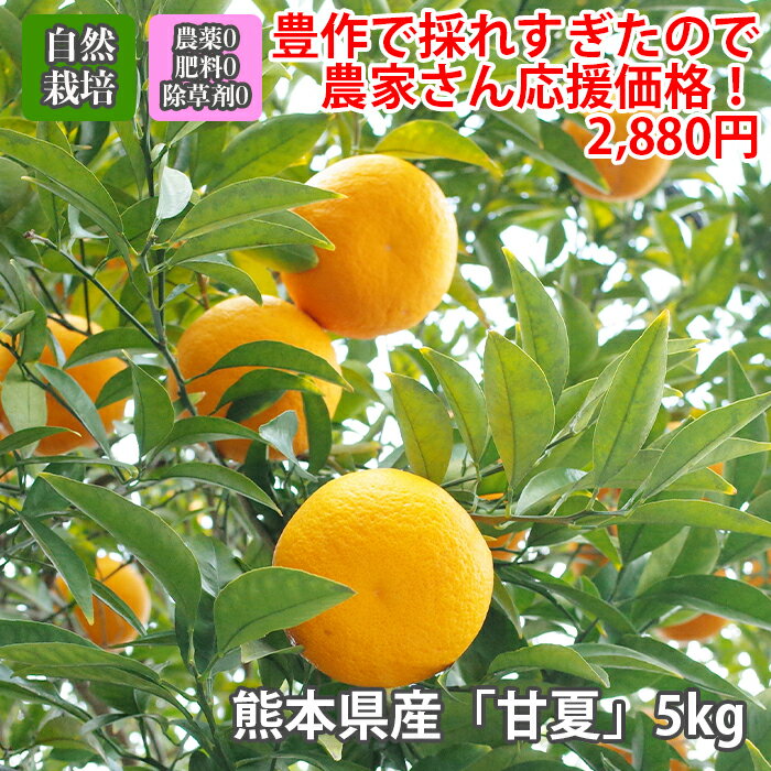 みかん 【5/24最終出荷予定】無農薬 無肥料 「自然栽培 甘夏 5kg 熊本県産」 ※常温発送可 アマナツ あまなつ 柑橘　みかん　ミカン 3980円以上送料無料 フルーツ 旬の果物 くだもの 果実 青果 食品