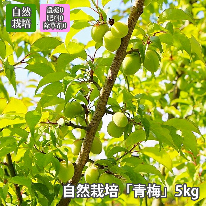 梅 青梅 自然栽培 無農薬 無肥料 無除草剤 農薬不使用 【 5kg 】 採れたてフレッシュ 一番人気の定番タイプ 「 品種おまかせ 」梅酒 梅干し 梅酢 梅シロップ 酵素ジュース に最適 オーガニック 送料無料 ※注文受付順に5月下旬～6月中旬お届け　※クール便 農薬不使用