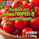 夏野菜 無農薬 自然栽培 ミニトマト【 500g 】~山梨 産 ※クール便配送 農薬不使用 肥料不使用 除草剤不使用
