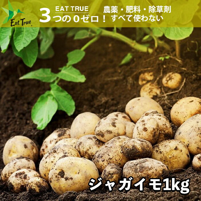 長野県産 自然栽培ジャガイモ（固定種）【 1kg 】農薬0ゼロ 肥料0ゼロ 農薬も肥料も一切使わずに愛情たっぷりで育てました ※常温発送可　3980円以上送料無料　無農薬のサムネイル