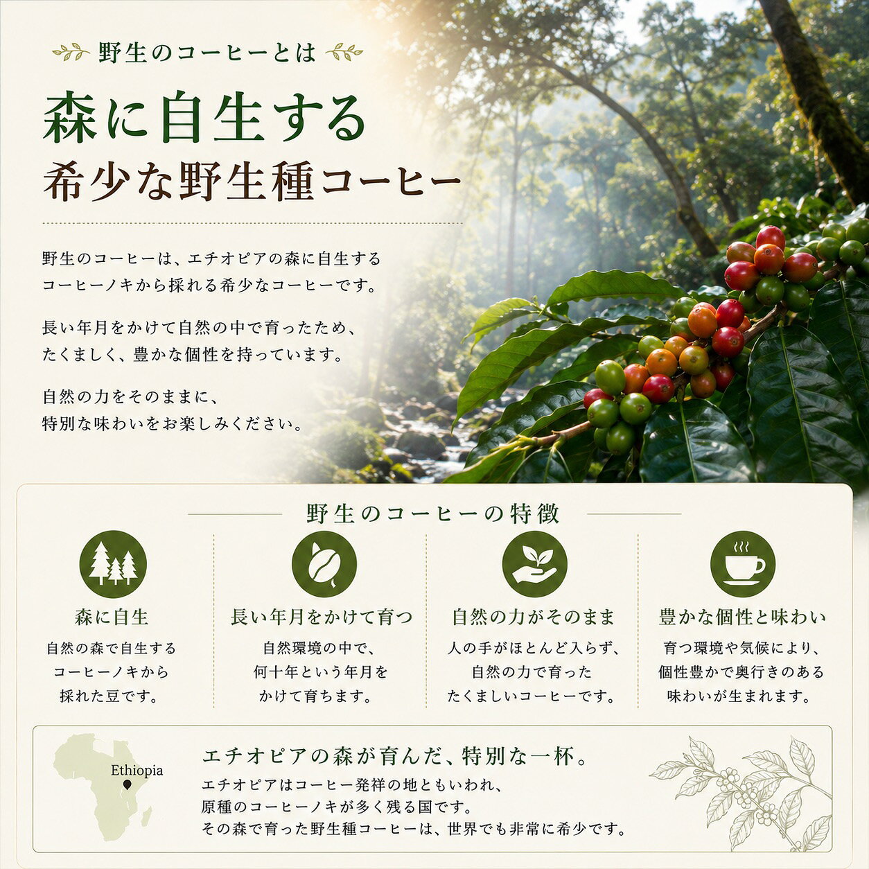 自然栽培の専門店ハミングバードの楽天ロジ便 エチオピア の森で育った 野生のコーヒー「ヤルガッチャフェ(豆)【100g】〜花のような香りが活きてる 〜花のような香りが活きてる 送料無料 無農薬 無肥料 無除草剤 コーヒー 珈琲 coffee マラソン 買い回り ポイント消化 楽天ロジ｜アングル3