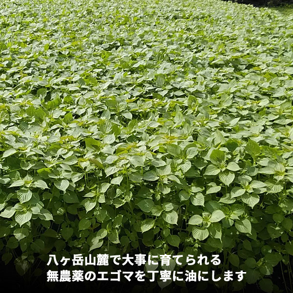 【送料無料】玄米のめん 麺 100g 6袋 無農薬 トマトピューレ 低温圧搾 えごま油セット グルテンフリー 玄米 無添加 無農薬 ハマタハタ 玄米麺 セット 長野県 茅野市 スローフード 茹で時間1分 防災食 八ヶ岳 熨斗 返礼 ギフト お祝い 2