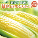 とうもろこし 甘い 生で食べられる 糖度20度 長野県 八ヶ岳 生とうもろこし 朝採れ 5本 8本 3.5kg入 1箱 【冷蔵】予約 鮮度が違う!スイートコーン 産地直送 旅サラダ【送料無料】【マツコの知らない世界で紹介されました】