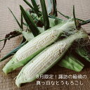 極選素材!まるでライチ! クリーミーな 真っ白とうもろこし ピュアホワイト トウモロコシ 2Lx6本 【送料込】里山のとうもろこし 長野県諏訪市後山産 御中元 ...