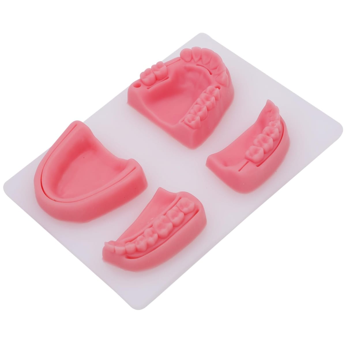 ルボナリエ 縫合練習キット 歯科 歯科縫合練習キット 経口縫合 縫合ツール 歯周縫合