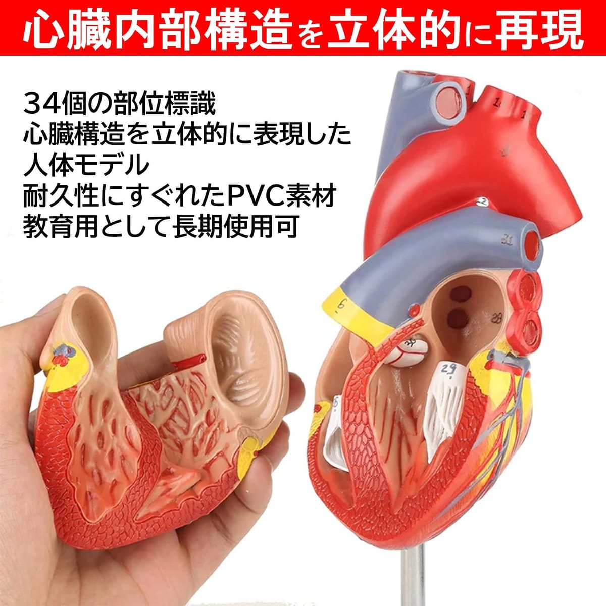 NOELAMOUR 心臓模型 1:1 実物大 ...の紹介画像3