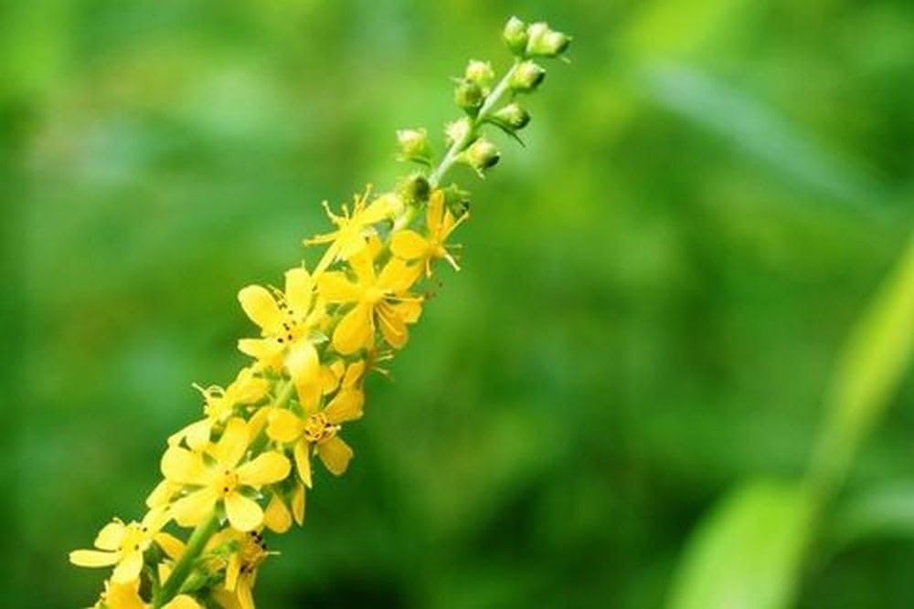 【キザミ乾燥仙鶴草(キンミズヒキ) 70g:710】センカクソウ 国産 無農薬 有機栽培 ...