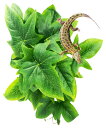 S.fields.inc 人工植物 爬虫類ケージ用 ビバリウム 水槽 葉 両生類 カメ カエル 吸盤付き ペット用品