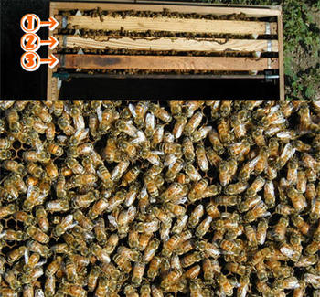 ミツバチ飼育種蜂3枚群2024年10月下